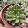 Graptoveria bashful - comprar online