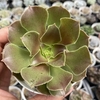 Aeonium cyclops - comprar online