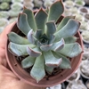 Echeveria dark ice - comprar online