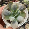 Echeveria macaron - comprar online