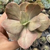 Echeveria only one - comprar online