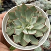 Echeveria strictiflora nova - comprar online