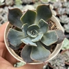 Echeveria colorshift - comprar online