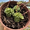 Crassula dorothy - comprar online