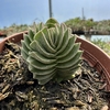 Crassula buddha's temple (templo de Buda) - comprar online