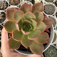 Echeveria relena - comprar online