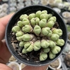 Conophytum (colônia importada) - comprar online