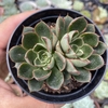 Echeveria agita rose - comprar online