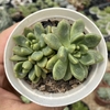 Graptoveria chanel - comprar online