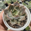 Echeveria latte rose - comprar online