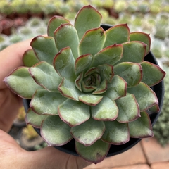 Echeveria esther - comprar online