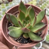 Echeveria agavoides red ebony - comprar online