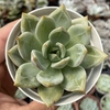 Echeveria agavoides pink champagne - comprar online