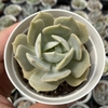 Echeveria pink flamingo - comprar online