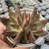 Echeveria agavoides galaxy mars - comprar online