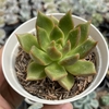 Echeveria agavoides martha - comprar online