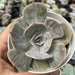 Echeveria marble magic ball - comprar online