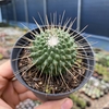 Mammillaria pico