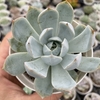 Echeveria ghost buster - comprar online