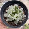 Haworthia cooperi variegata - comprar online