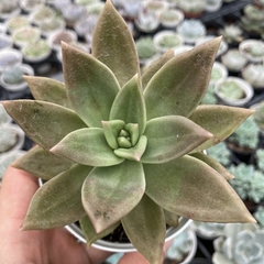 Echeveria agavoides citrina - comprar online