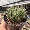 Haworthia aristata