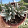 Echeveria yeomiwol - comprar online