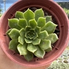 Echeveria rosa linda - comprar online