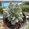 Echeveria pumila montblanc cristata - comprar online