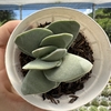 Crassula ivory tower - comprar online