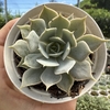 Echeveria lola x simulans - comprar online