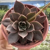 Echeveria punita - comprar online