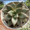 Graptoveria araluen gem - comprar online