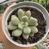 Echeveria candy bean - comprar online