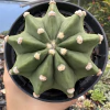 Echinopsis subdenudata - comprar online