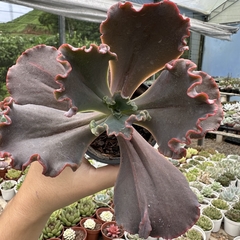 Echeveria gibbiflora gladis cuevas (carúnculas) - comprar online