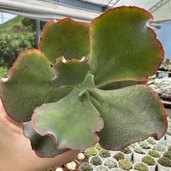 Echeveria gibbiflora México - comprar online