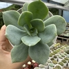 Echeveria gibbiflora morvan - comprar online