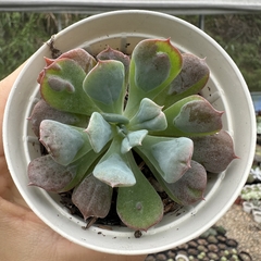 Echeveria pagoda - comprar online