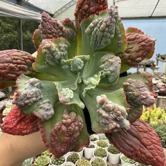 Echeveria pretty darkness - comprar online