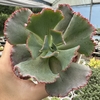 Echeveria gibbiflora híbrida - comprar online