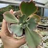 Echeveria gibbiflora híbrida - comprar online