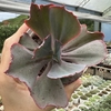 Echeveria gibbiflora híbrida - comprar online