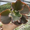 Echeveria gibbiflora bronze boy - comprar online