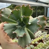 Echeveria gibbiflora noway - comprar online