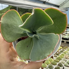 Echeveria gibbiflora barbillion - comprar online