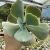 Echeveria gibbiflora ocean blue - comprar online