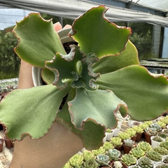 Echeveria gibbiflora perla roja - comprar online