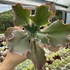 Echeveria gibbiflora híbrida - comprar online