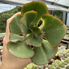 Echeveria gibbiflora híbrida - comprar online